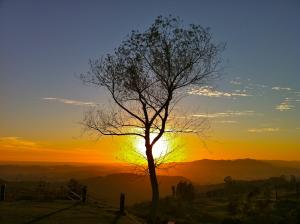 Tree and Sunset